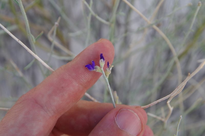 Psorothamnus scoparius, photographed by Eric Knight