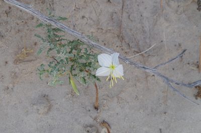 Oenothera pallida