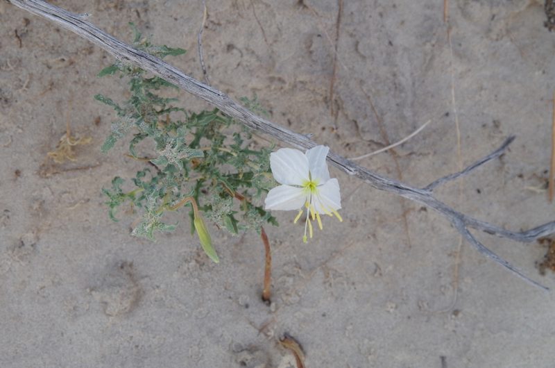 Oenothera pallida, photographed by Eric Knight