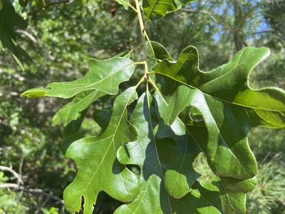 Quercus stellata, photographed by Alan Weakley