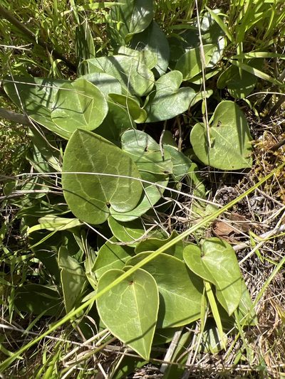Asarum sorriei, photographed by Alan Weakley