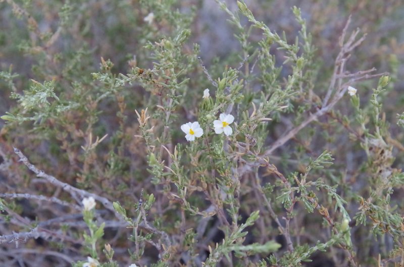 Frankenia jamesii, photographed by Eric Knight