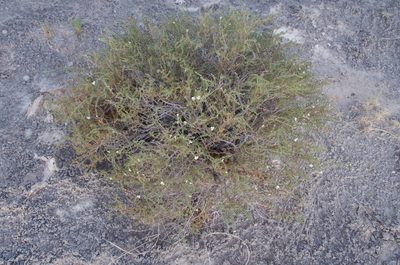 Frankenia jamesii, photographed by Eric Knight