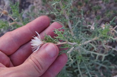 Mentzelia humilis, photographed by Eric Knight
