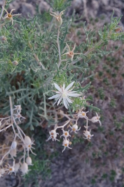Mentzelia humilis, photographed by Eric Knight