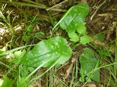 Pulmonaria officinalis, photographed by Gabriel Mayrhofer