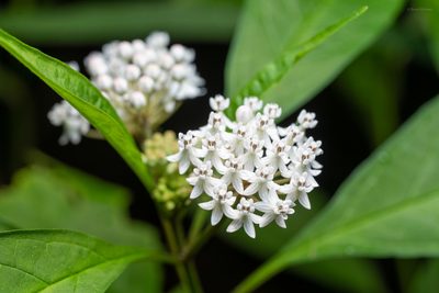 Asclepias perennis, photographed by evangrimes