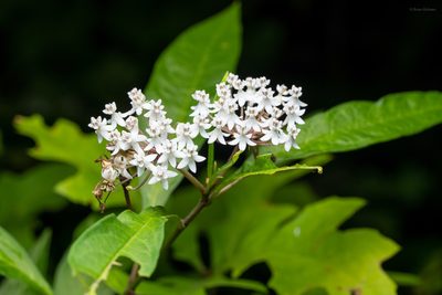 Asclepias perennis, photographed by evangrimes