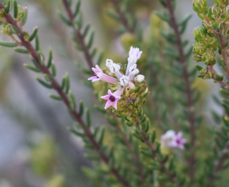 Phylica lachneaeoides, photographed by Justin Ponder