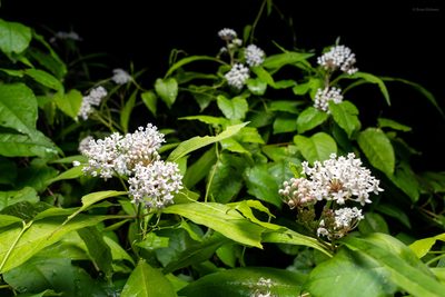 Asclepias perennis
