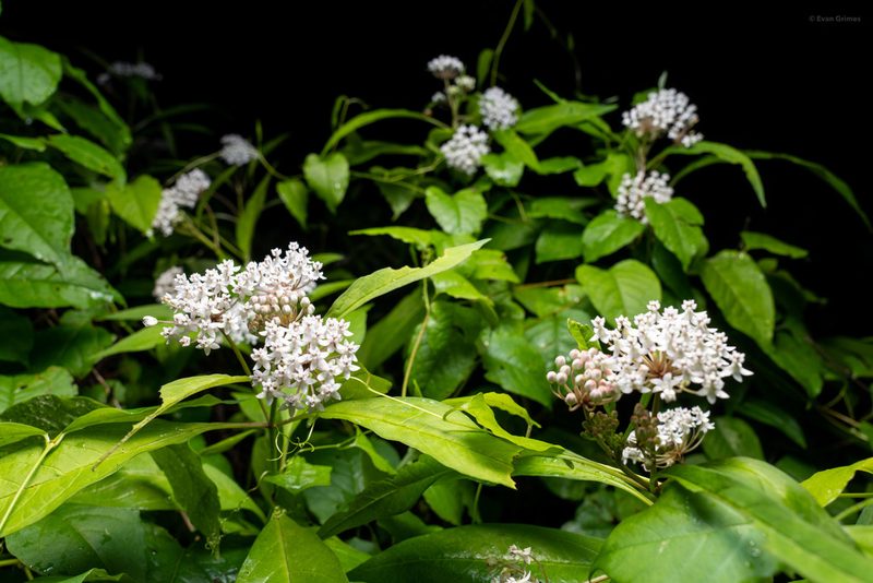 Asclepias perennis, photographed by evangrimes