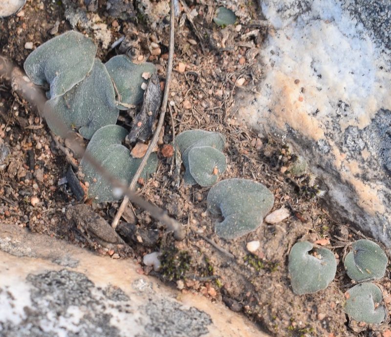Striatula platyphylla, photographed by Justin Ponder