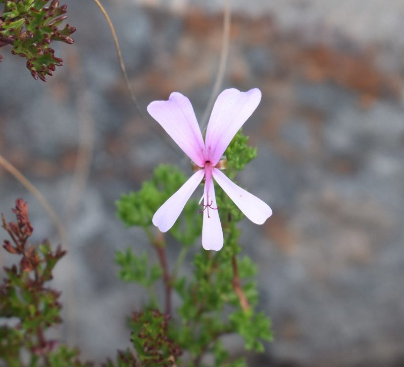 Pelargonium ternatum, photographed by Justin Ponder