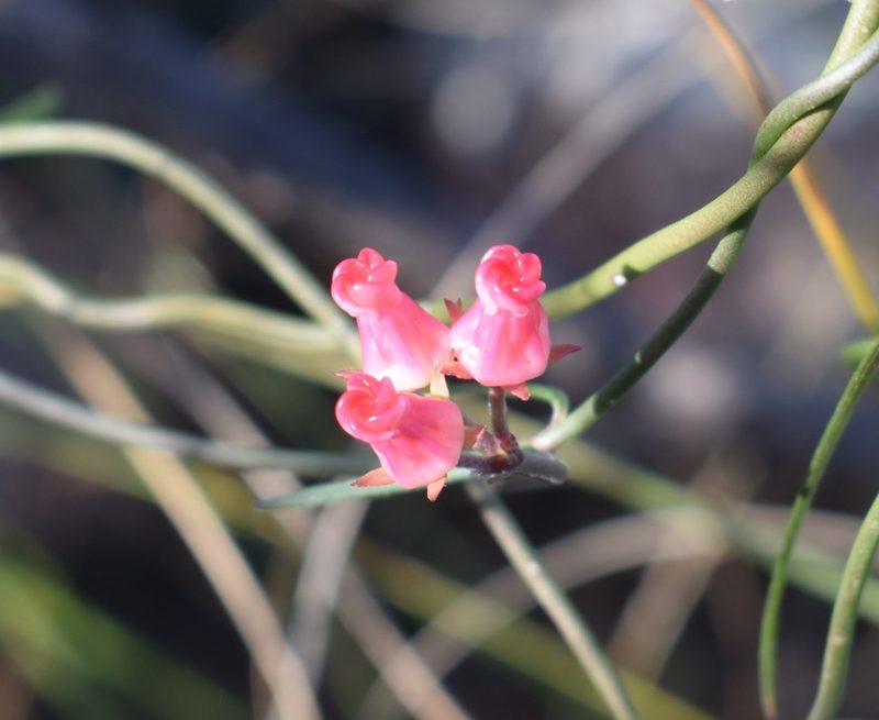 Microloma tenuifolium, photographed by Justin Ponder
