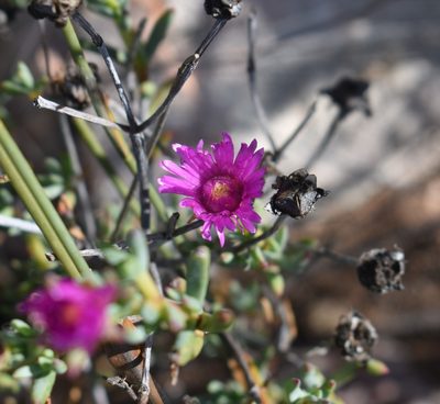 Lampranthus haworthii, photographed by Justin Ponder