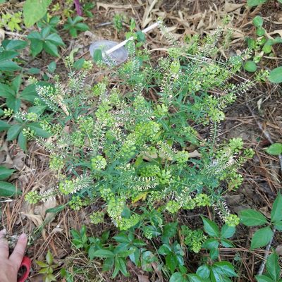 Lepidium virginicum, photographed by Leila Dasher