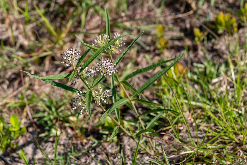 Asclepias longifolia, photographed by evangrimes