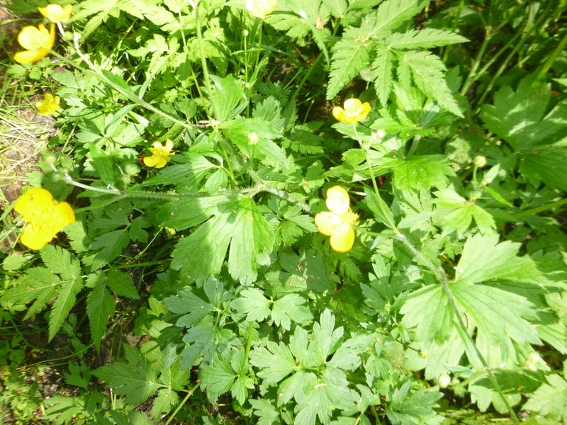 Ranunculus lanuginosus, photographed by Gabriel Mayrhofer