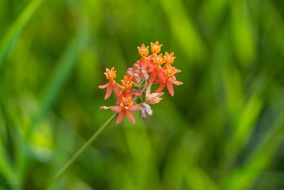 Asclepias lanceolata, photographed by evangrimes