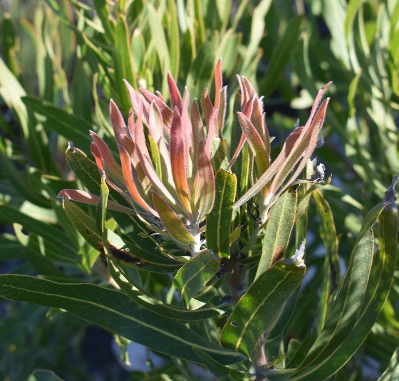 Protea neriifolia, photographed by Justin Ponder