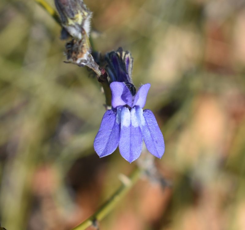 Lobelia linearis, photographed by Justin Ponder