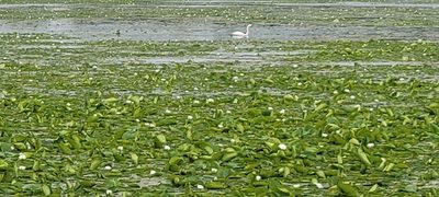 Nelumbo lutea, photographed by WF_MI
