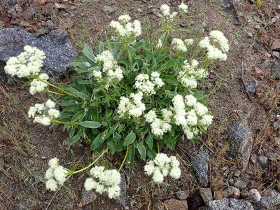 Eriogonum compositum, photographed by James H. Thomas