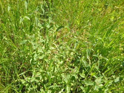 Clinopodium vulgare