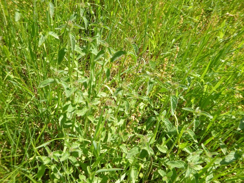 Clinopodium vulgare, photographed by Gabriel Mayrhofer