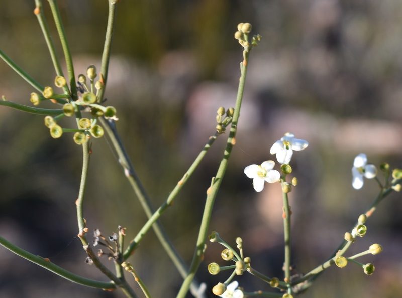 Montinia caryophyllacea, photographed by Justin Ponder