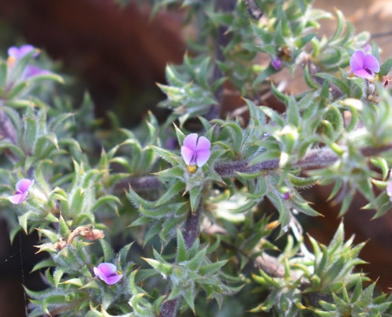 Muraltia squarrosa, photographed by Justin Ponder