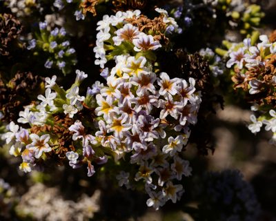 Heliotropium pycnophyllum, photographed by Nicolás Villaseca Merino