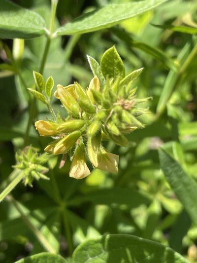 Rhynchosia tomentosa, photographed by Becky Dill