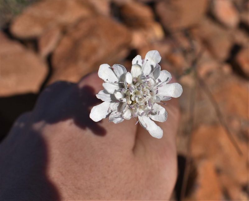 Scabiosa columbaria, photographed by Justin Ponder