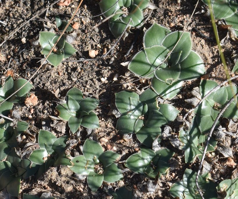 Rhadamanthus ciliatus, photographed by Justin Ponder