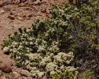 Heliotropium pycnophyllum, photographed by Nicolás Villaseca Merino