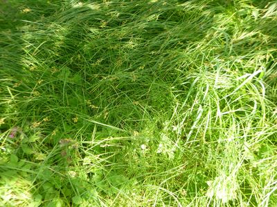 Carex brizoides, photographed by Gabriel Mayrhofer