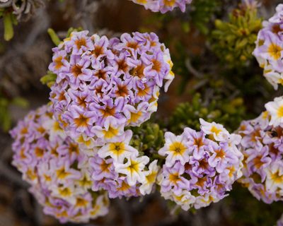 Heliotropium pycnophyllum, photographed by Nicolás Villaseca Merino