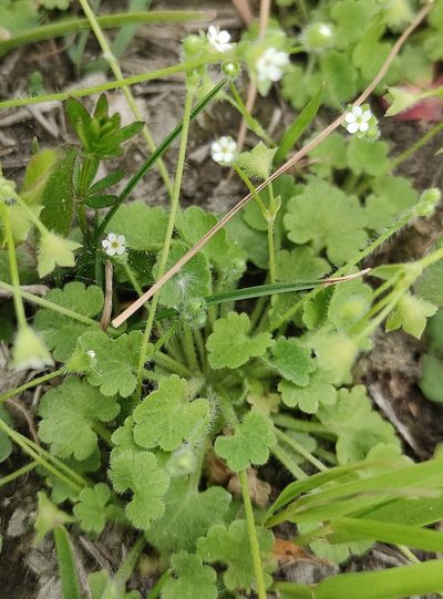Androsace gmelinii, photographed by Юлия
