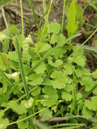Androsace gmelinii, photographed by Юлия