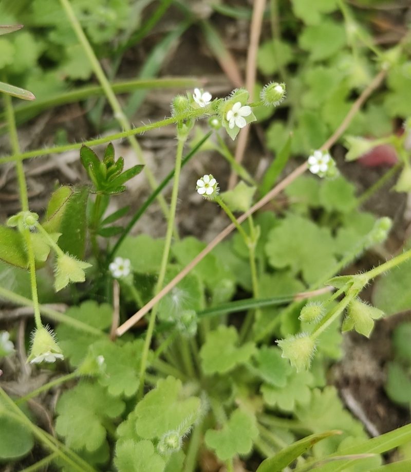 Androsace gmelinii, photographed by Юлия