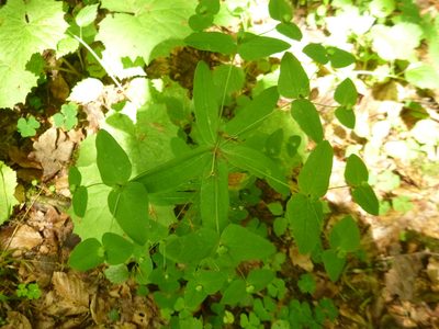 Euphorbia dulcis, photographed by Gabriel Mayrhofer