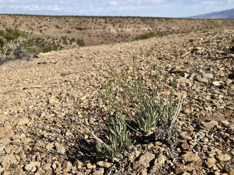 Eriogonum lonchophyllum, photographed by Cecelia Alexander