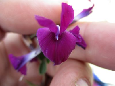 Cologania broussonetii, photographed by Carlos Martorell