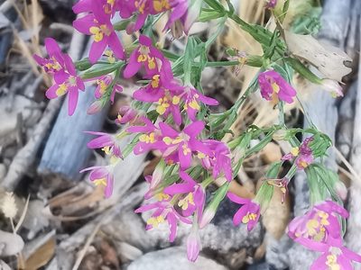 Centaurium erythraea, photographed by Chris Taklis