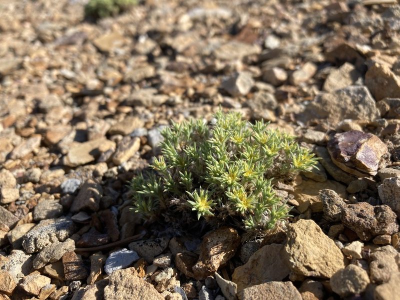 Paronychia sessiliflora, photographed by Cecelia Alexander