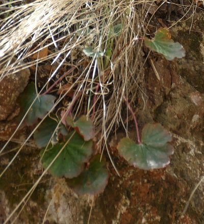 Heuchera novomexicana, photographed by Wendy McCrady