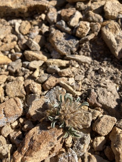 Oreocarya paradoxa, photographed by Cecelia Alexander