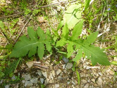 Cirsium oleraceum, photographed by Gabriel Mayrhofer