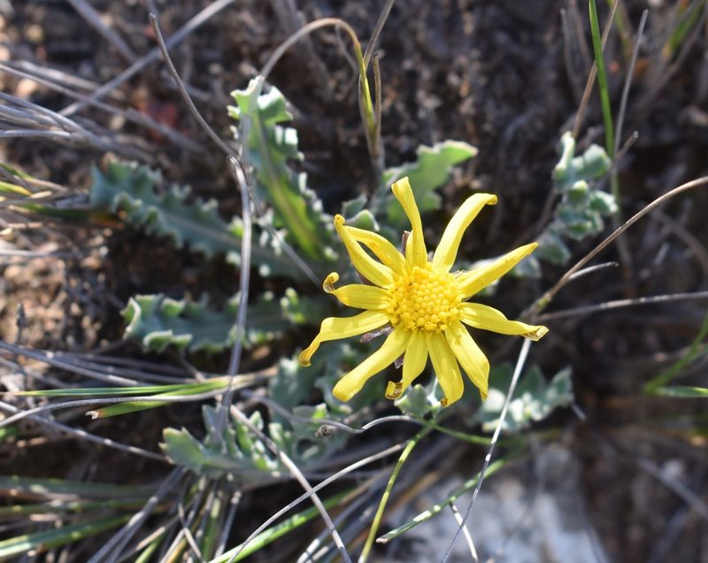 Othonna auriculifolia, photographed by Justin Ponder